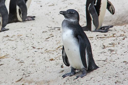 penguin cute cuddly