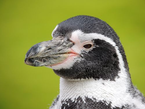 penguin water bird bird