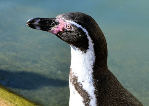 penguin bird water