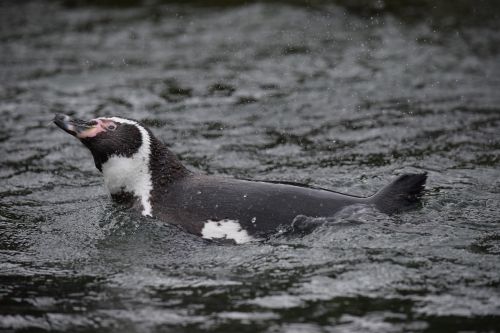 penguin water swimming
