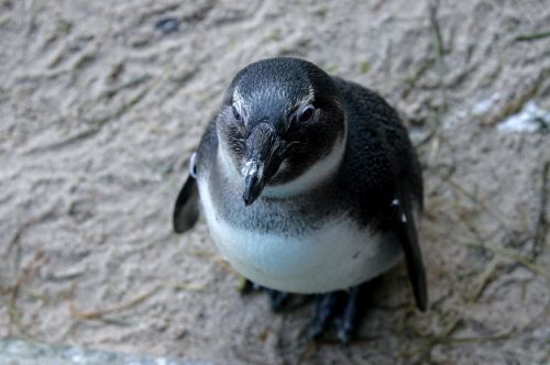 penguin animal wild