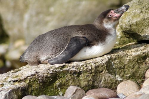 penguin animal water