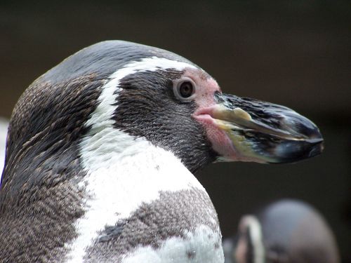 penguin animals humboldt penguin