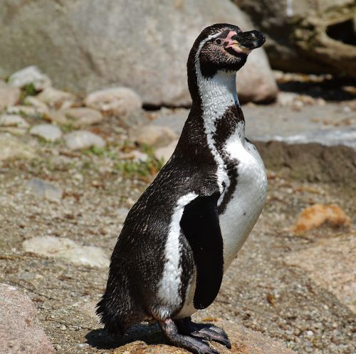 penguin cute bird