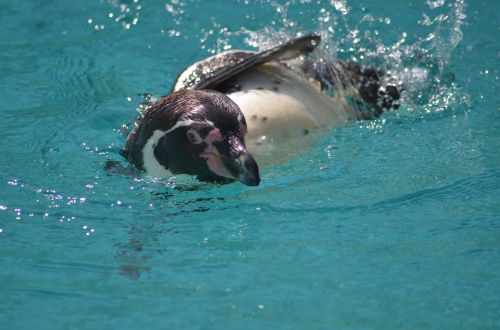 penguin water zoo