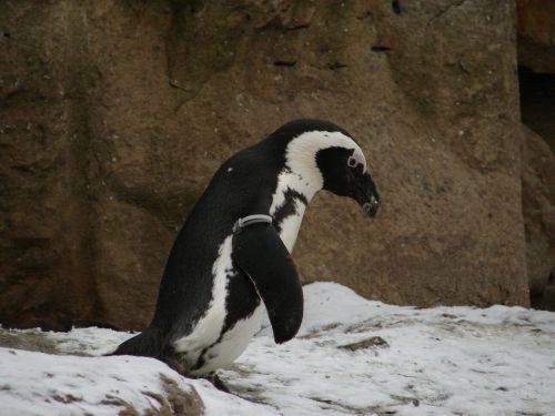 penguin zoo animal