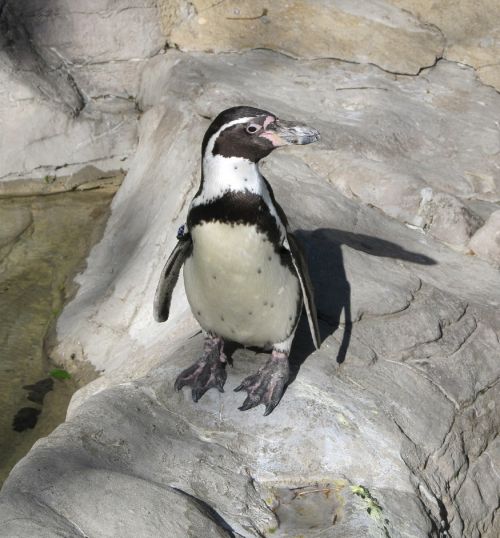 penguin humboldt penguin cute