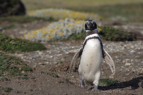 penguin south patagonia
