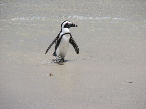 penguin south africa nature