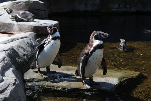 penguin zoo plant