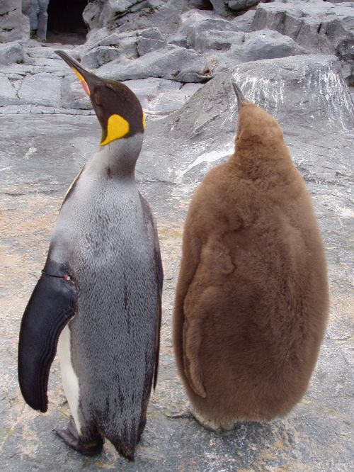 penguin parent child zoo