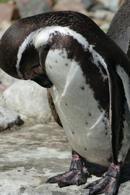 penguin close detail