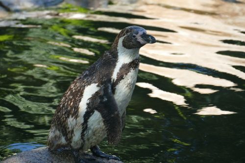 penguin animal bird park walsrode