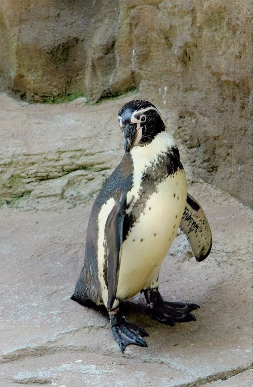 penguin sealife bird