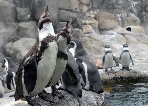 penguin zoo bird