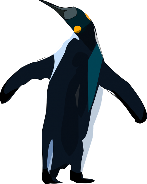 penguin animal bird