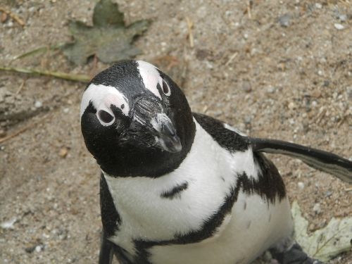 penguin black white