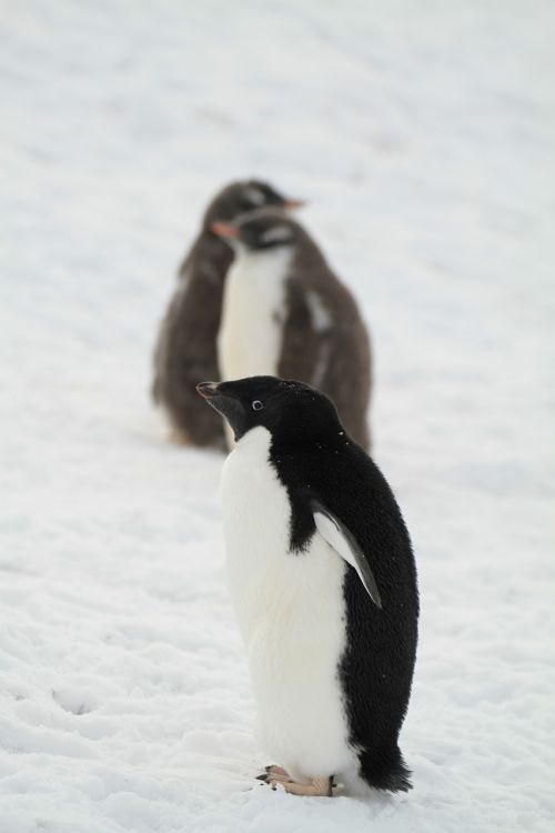 penguin antarctica small animals