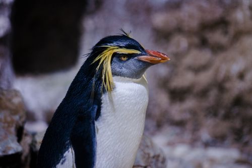 penguin bird rockhopper penguin