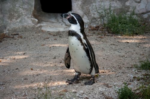 penguin bird animal