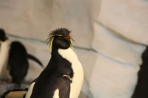 penguin rockhopper penguin southern rockhopper penguin