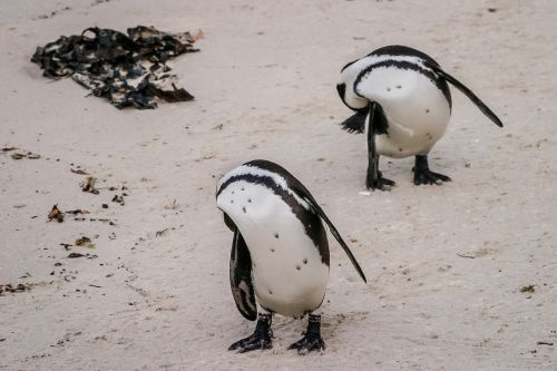 penguin coordination synchronization