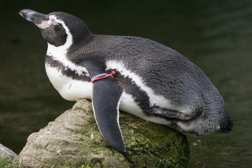 penguin humboldt penguin bird