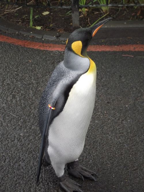king penguin bird animals
