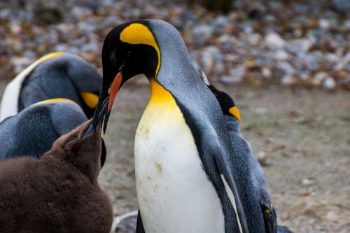 penguin emperor penguin pingu
