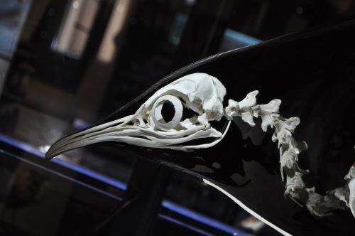 penguin skeleton museum