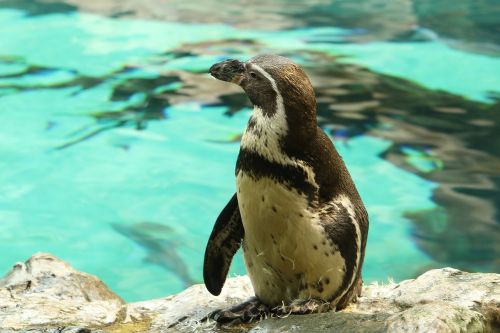 penguin aquarium water park