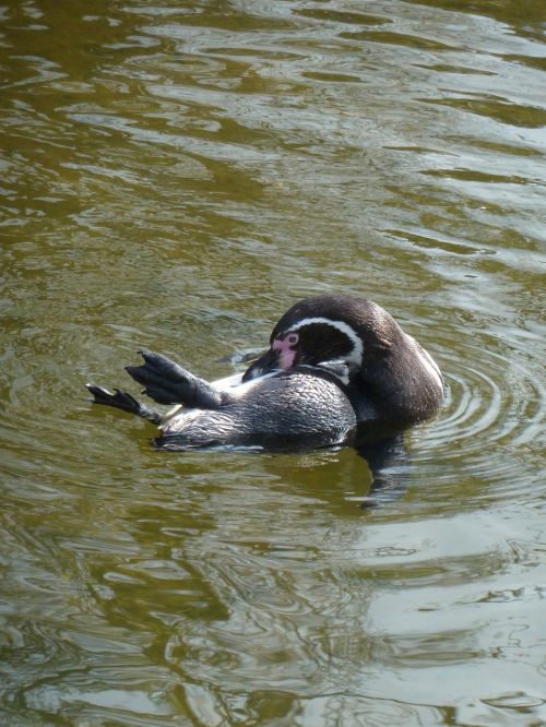 penguin zoo water