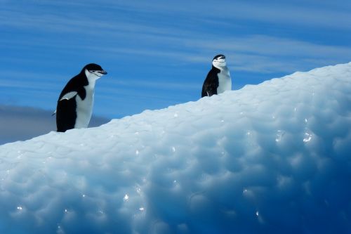 penguin antarctica birds