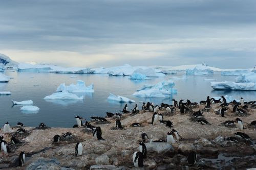 penguin island blue