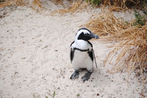 penguin africa south africa