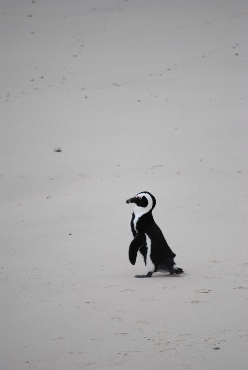 penguin beach africa