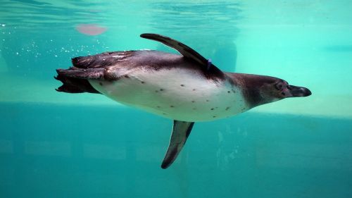 penguin zoo underwater