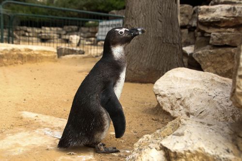 penguin animal cute