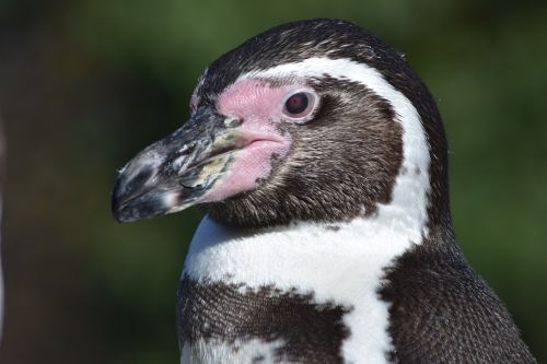 penguin swim bird