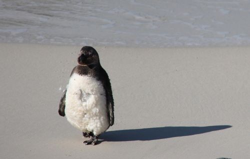 penguin africa beach