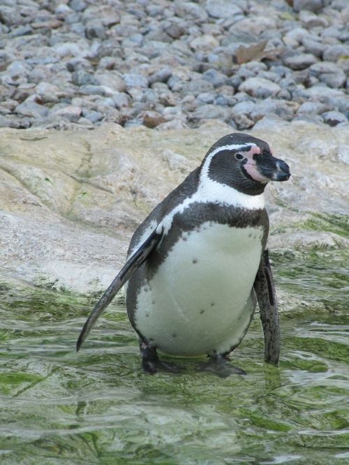 penguin zoo bird