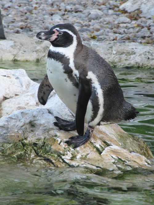 penguin zoo bird