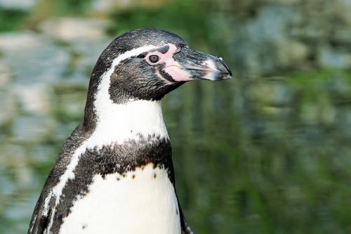 penguin bird animal