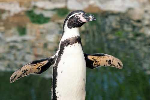 penguin bird animal