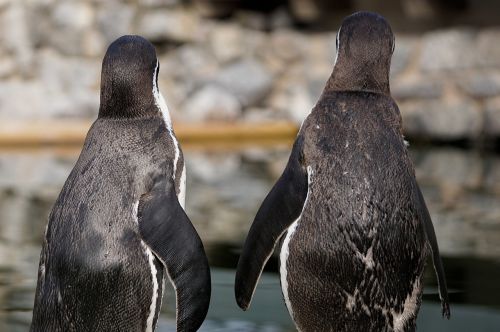 penguin bird animal