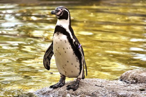 penguin animal animal world