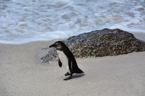 penguin south africa bolders beach