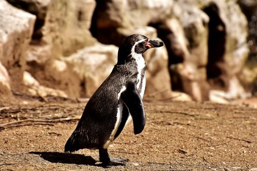 penguin animal animal world