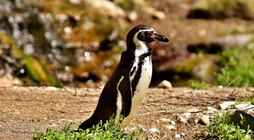 penguin animal animal world