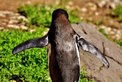 penguin animal animal world